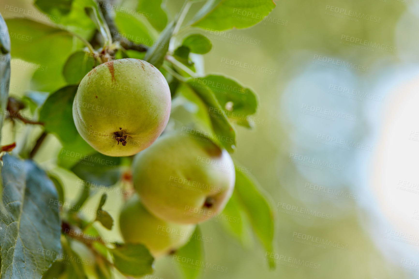 Buy stock photo Fresh apples in natural setting