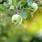 Fresh apples 