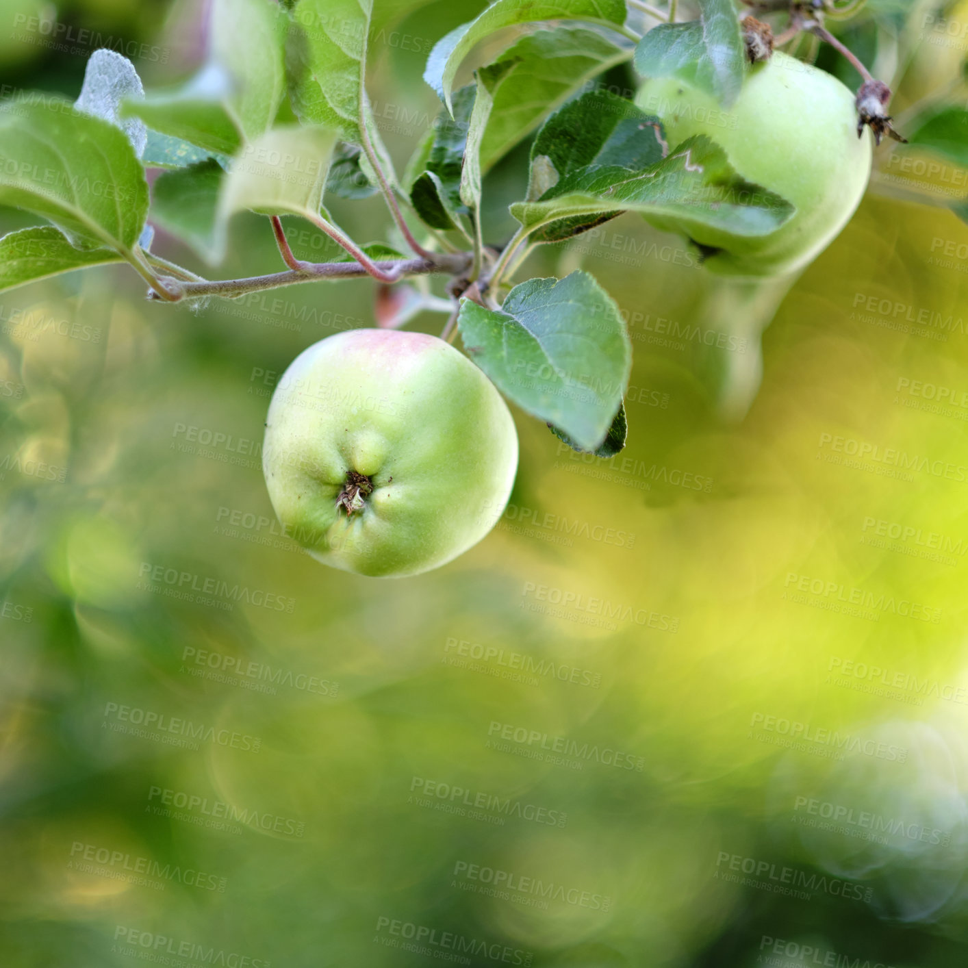 Buy stock photo Fresh apples in natural setting