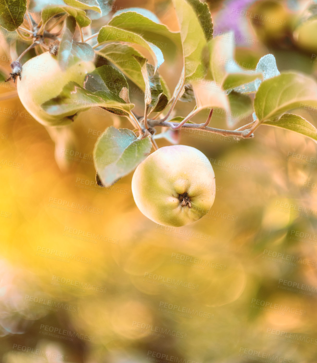 Buy stock photo Closeup, fruits and farm with plum in nature for growth, ripening process and agriculture. Orchard, bokeh and plant stem for crop cultivation, food production and botanical produce for harvest season