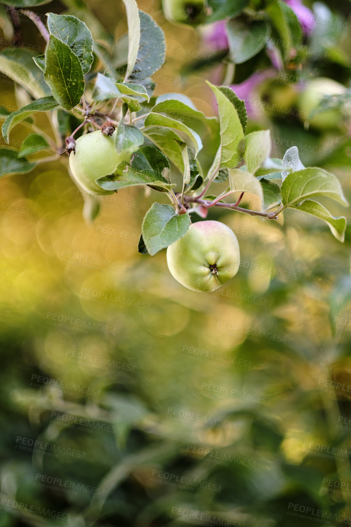 Buy stock photo Fresh apples in natural setting