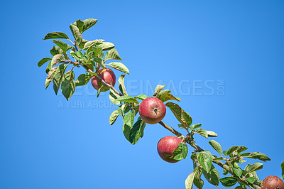 Buy stock photo Fresh apples in natural setting