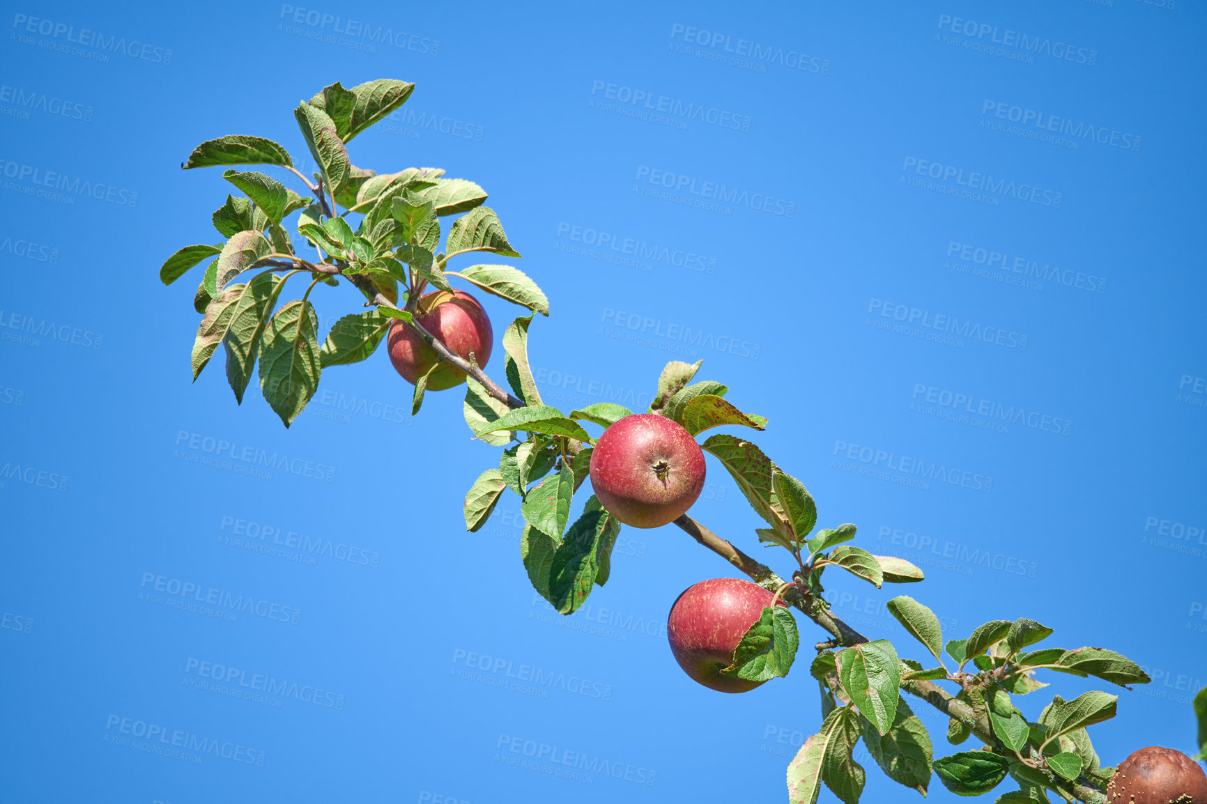 Buy stock photo Fresh apples in natural setting