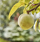 Fresh apples 