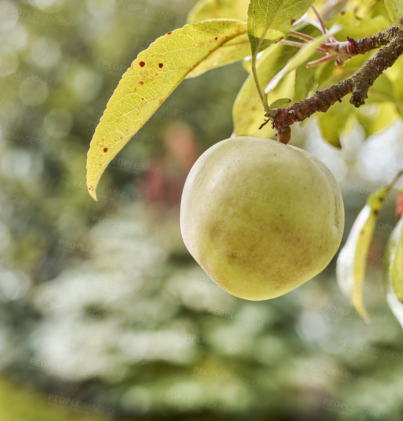 Buy stock photo Fresh apples in natural setting