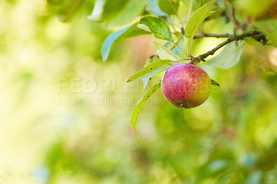 Buy stock photo Fresh apples in natural setting