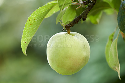 Buy stock photo Fresh apples in natural setting