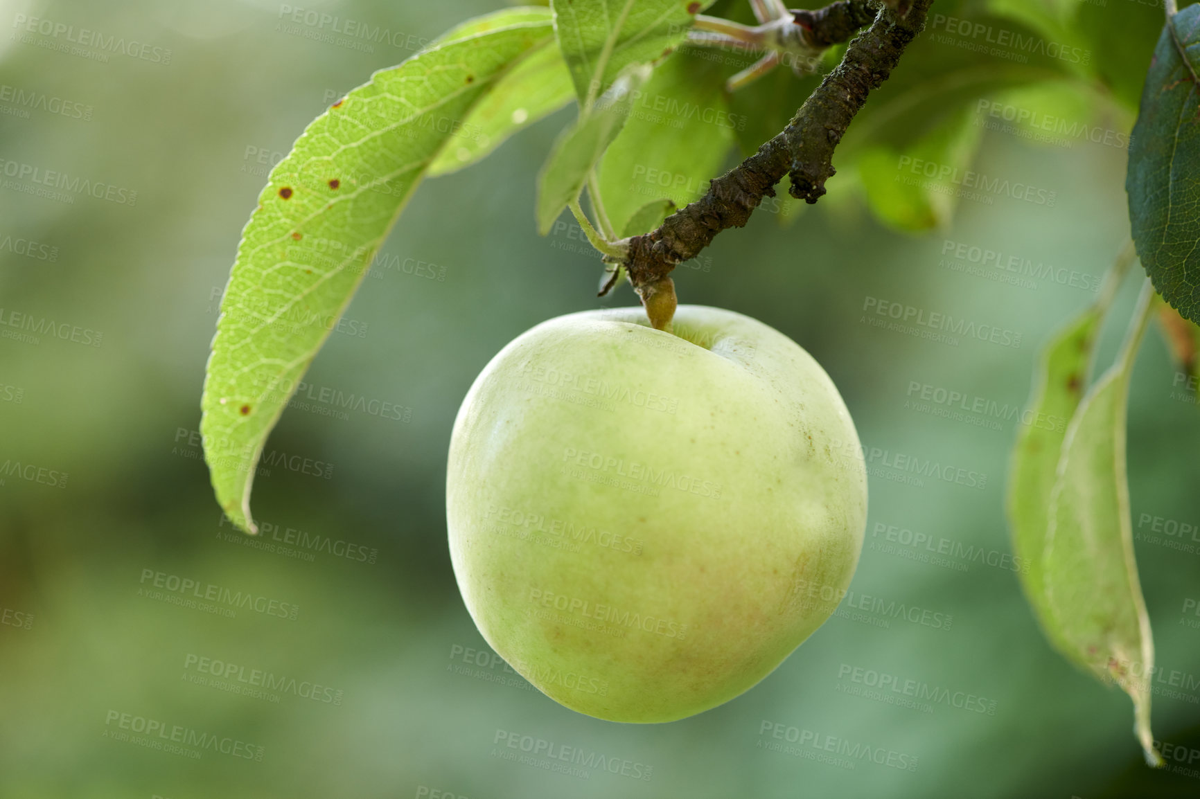 Buy stock photo Fresh apples in natural setting