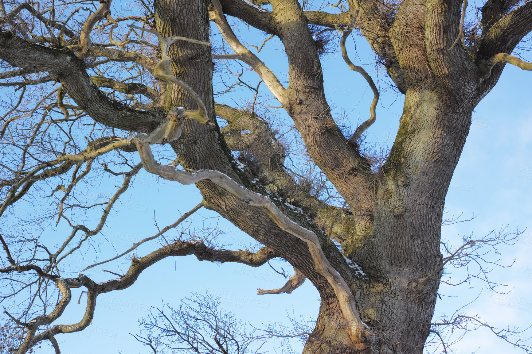 Buy stock photo Beautiful and majestic tree branches thriving in the woods or an eco friendly environment with details of old bark textures and patterns. Closeup of a large oak growing against a clear blue sky.