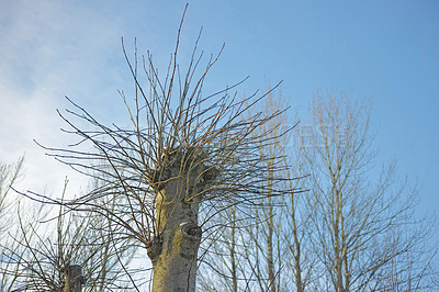 Buy stock photo Dry tall trees outdoors in nature with a clear blue sky background. Beautiful landscape of leafless branches against a copy space horizon. Peaceful and scenic land with arid plants from below