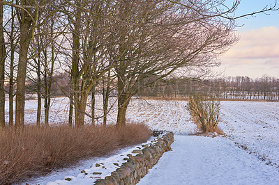 Buy stock photo A snow covered landscape in winter on a sustainable and organic farm. A stone wall and trees growing during the cold season. An icy and frosty morning or afternoon in the agricultural industry