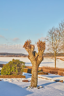Buy stock photo White snow covering garden on a winter day, with trimmed hedges and frosted tree branches against a clear, peaceful sky. Tree and green bushes in icy weather on a calm morning near a Denmark forest