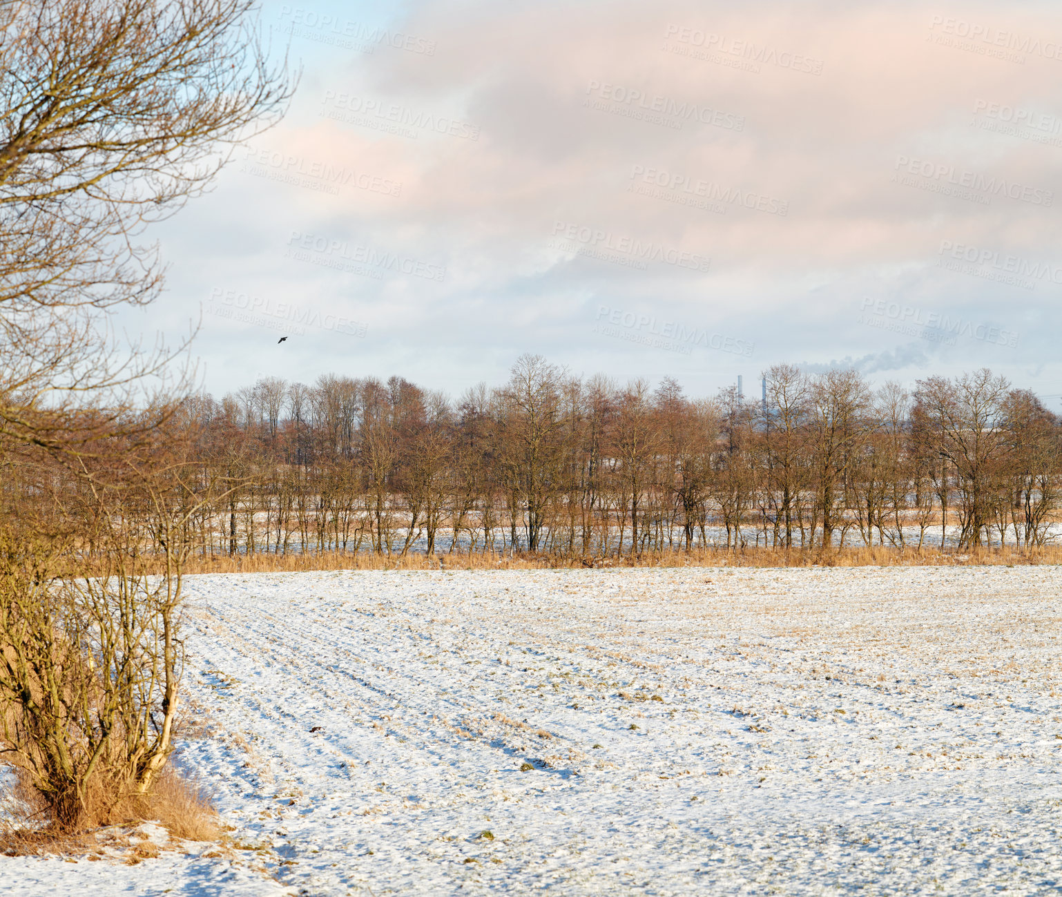 Buy stock photo Straw and hay farm land covered in snow with a cloudy sky on a cold winter day. The landscape of snowy cultivated nature on an overcast afternoon. Beautiful view of rost covering a dry field