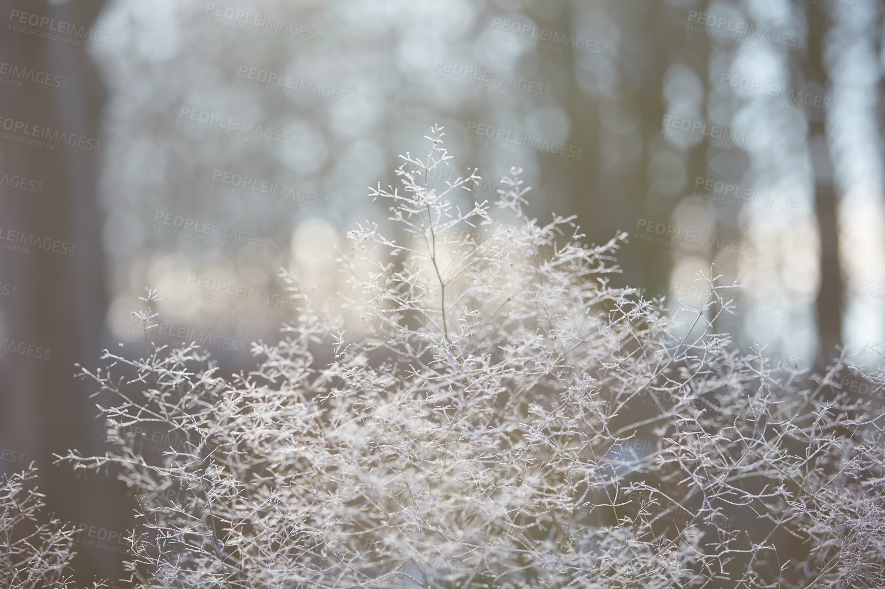 Buy stock photo Closeup view of trees and plants covered in snow during winter in Denmark. Beautiful view of a snowy and cold day in a natural environment outdoors. Greenery and vegetation frozen by freezing weather