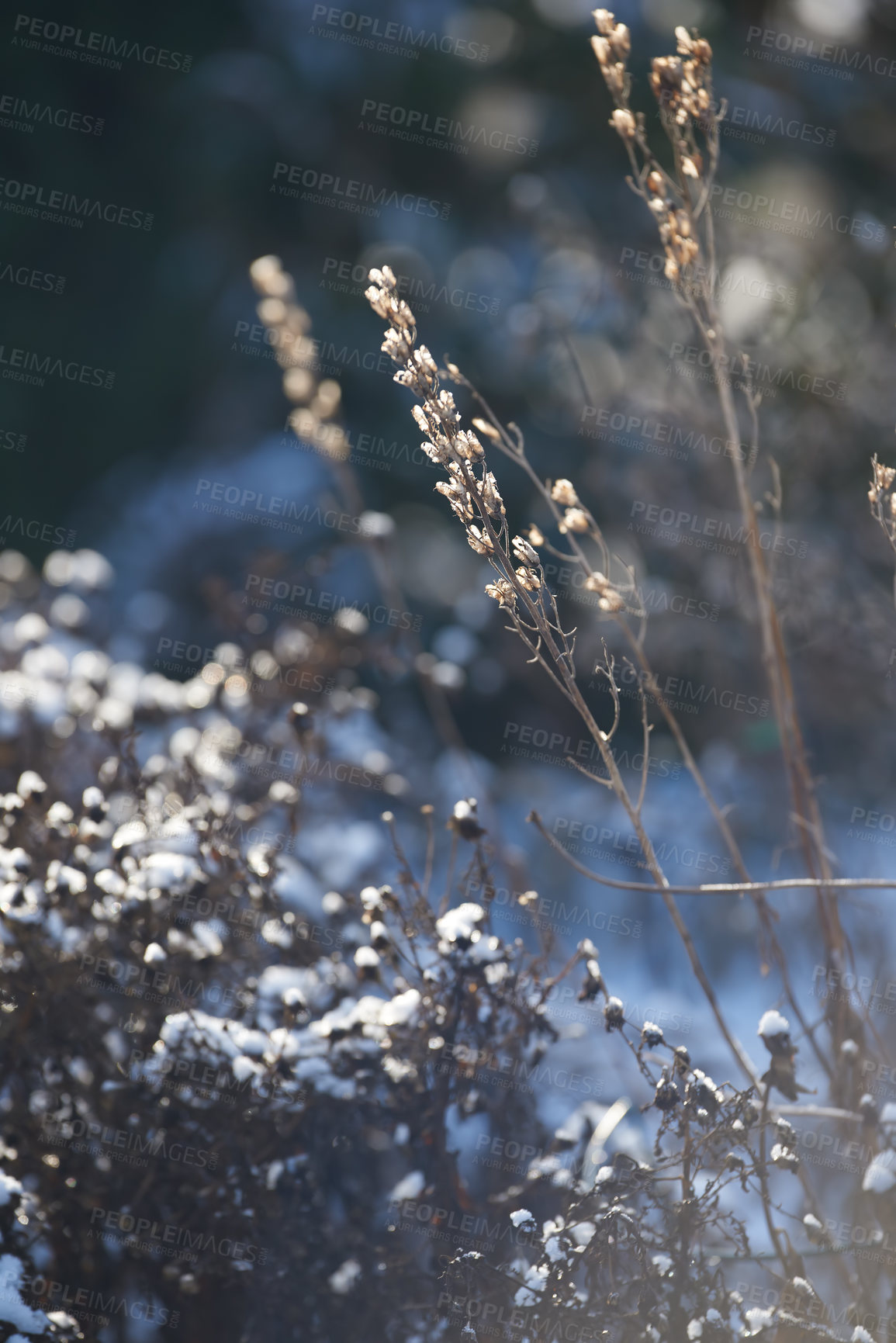 Buy stock photo A dry garden covered in snow on a sunny day outdoors in the backyard of a home. Detail of snowy plants or nature in a park field on a cold winter afternoon. Nature covered with frost or ice in a yard
