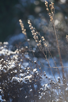 Buy stock photo A dry garden covered in snow on a sunny day outdoors in the backyard of a home. Detail of snowy plants or nature in a park field on a cold winter afternoon. Nature covered with frost or ice in a yard