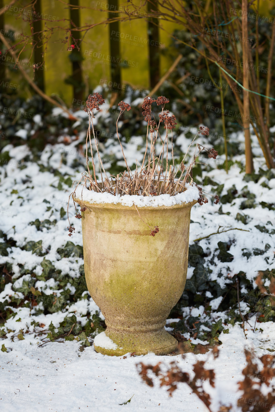 Buy stock photo A snowy garden in a backyard of a home or house on a cold winter day. An outdoor flowerbed vase covered with snow in cold temperatures outside. Frozen plants covered in ice in freezing weather