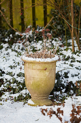 Buy stock photo A snowy garden in a backyard of a home or house on a cold winter day. An outdoor flowerbed vase covered with snow in cold temperatures outside. Frozen plants covered in ice in freezing weather