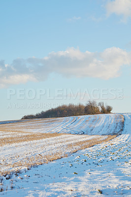 Buy stock photo Winter landscape on a farm with trees in a row against a cloudy sky background with copy space in Denmark. Snowy plowed field across a beautiful countryside in nature during chilly and cold weather