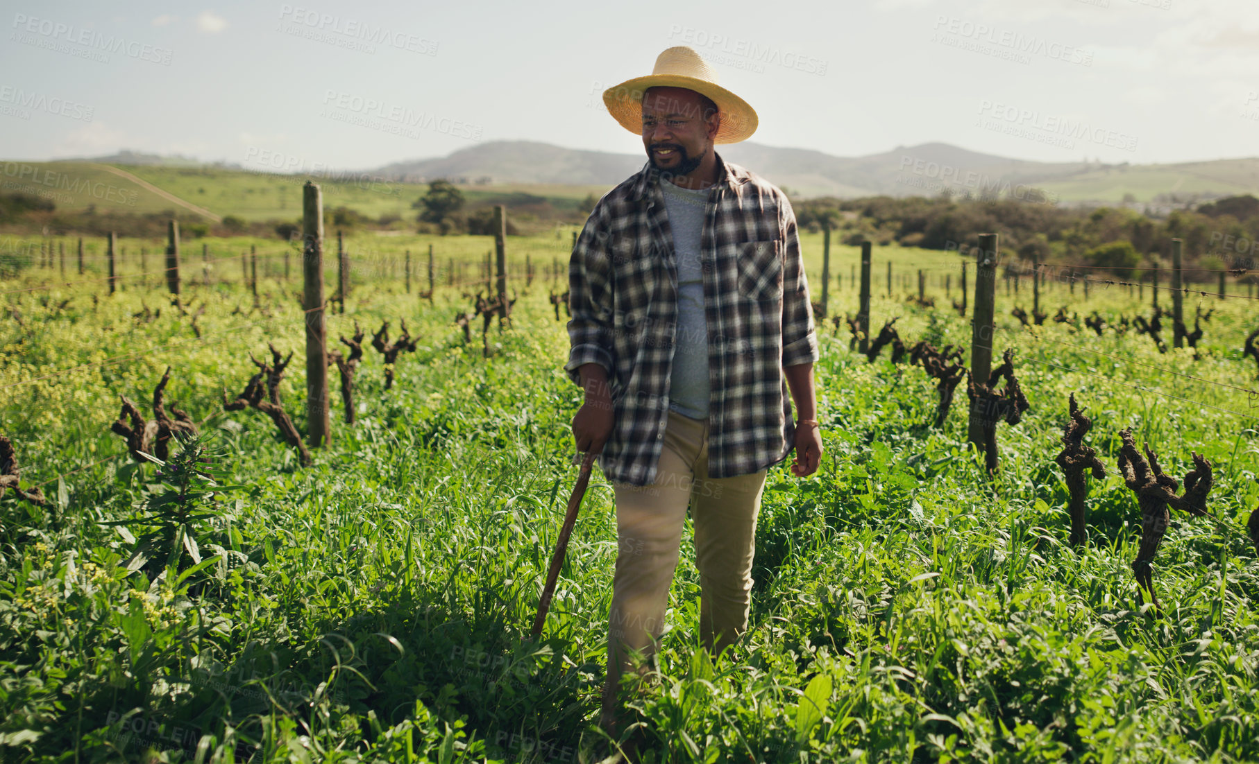 Buy stock photo Agriculture, cane and black man on farm for farming, harvest or growth in countryside mockup. Walking stick, field and African male farmer with mature crops, vegetables or sustainable plants for agro