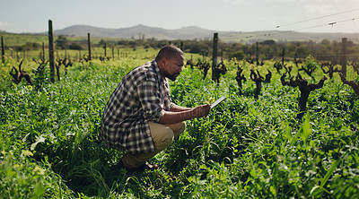 Buy stock photo Farm, tablet and a black man on a field for sustainability, agriculture or crop research during spring. Technology, innovation and a male farmer standing in the countryside for the harvest season