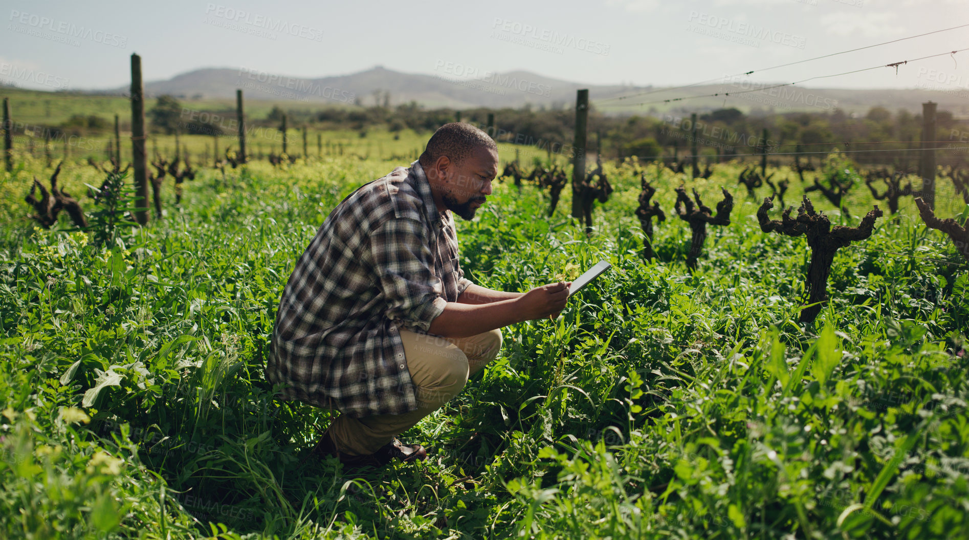 Buy stock photo Farm, tablet and a black man on a field for sustainability, agriculture or crop research during spring. Technology, innovation and a male farmer standing in the countryside for the harvest season