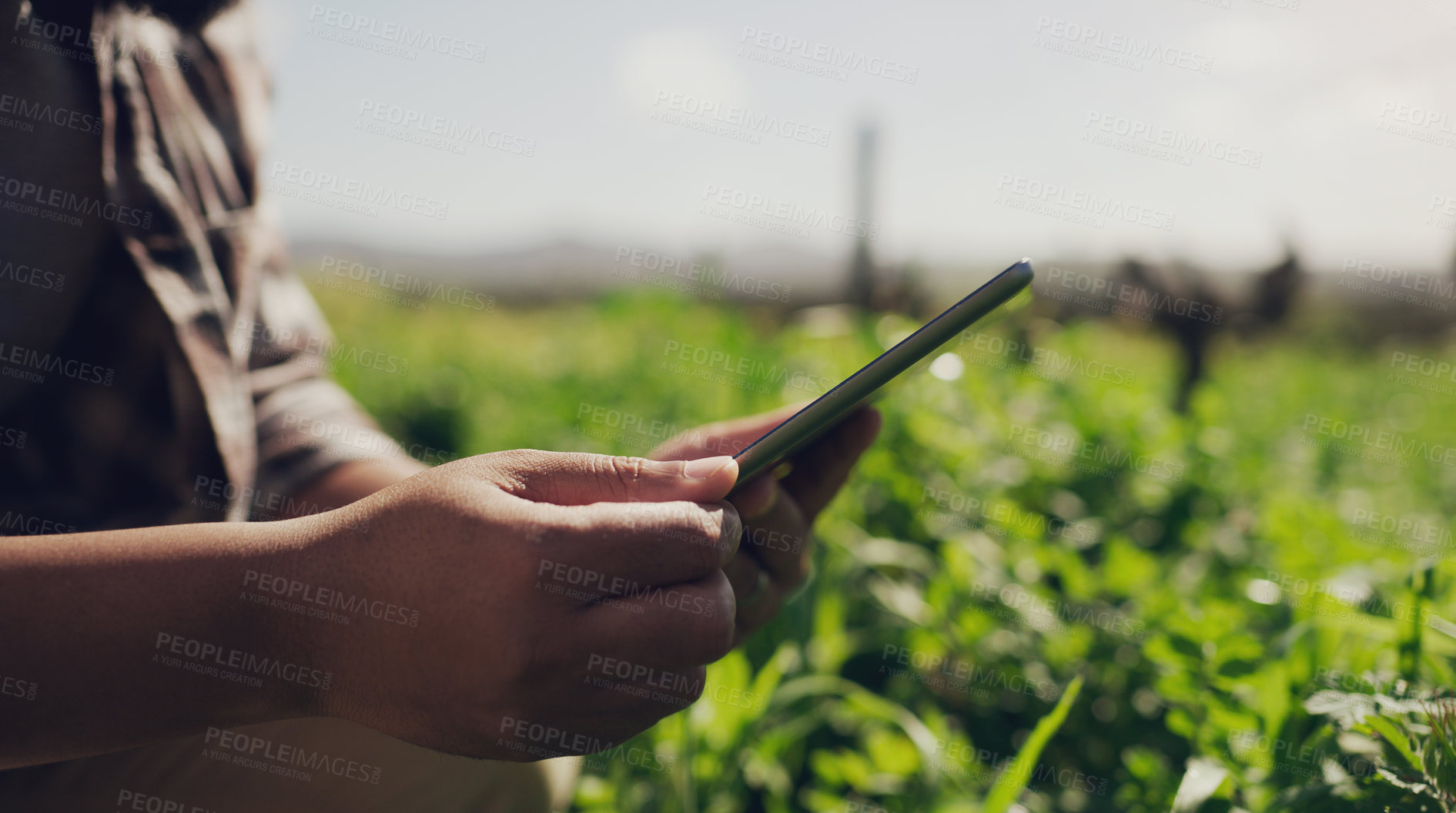 Buy stock photo Person, hands and agriculture with tablet for research, monitoring vegetation or plants on farm. Closeup of farmer with technology for data, production or farming for fresh produce or natural growth