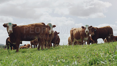 Buy stock photo Agriculture, cattle and farm with cow herd on field for grazing on grass in meadow or pasture. Beef, countryside and environment with group of animals outdoor in green area for farming industry