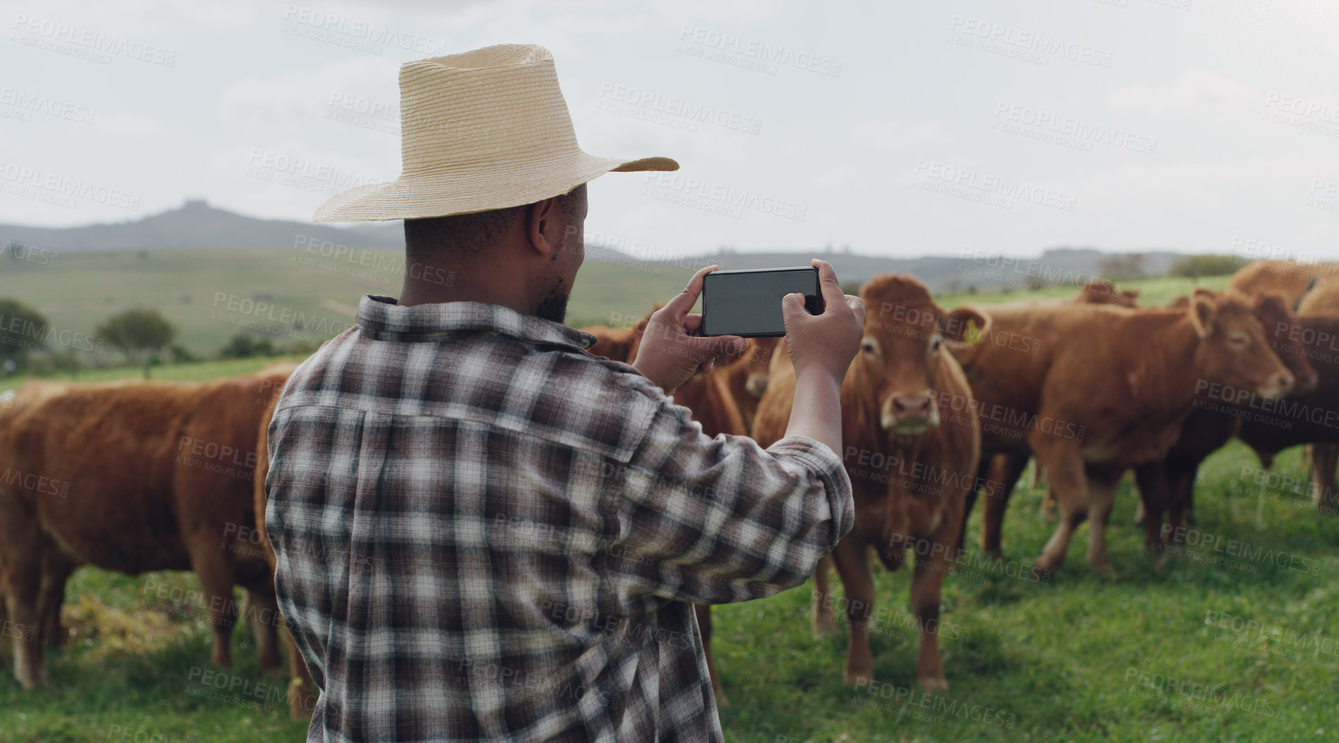 Buy stock photo Black man, farmer and photography with cows for picture, memory or capture of livestock in countryside. Rear view of African male person taking photograph of cattle for agriculture or growth on farm