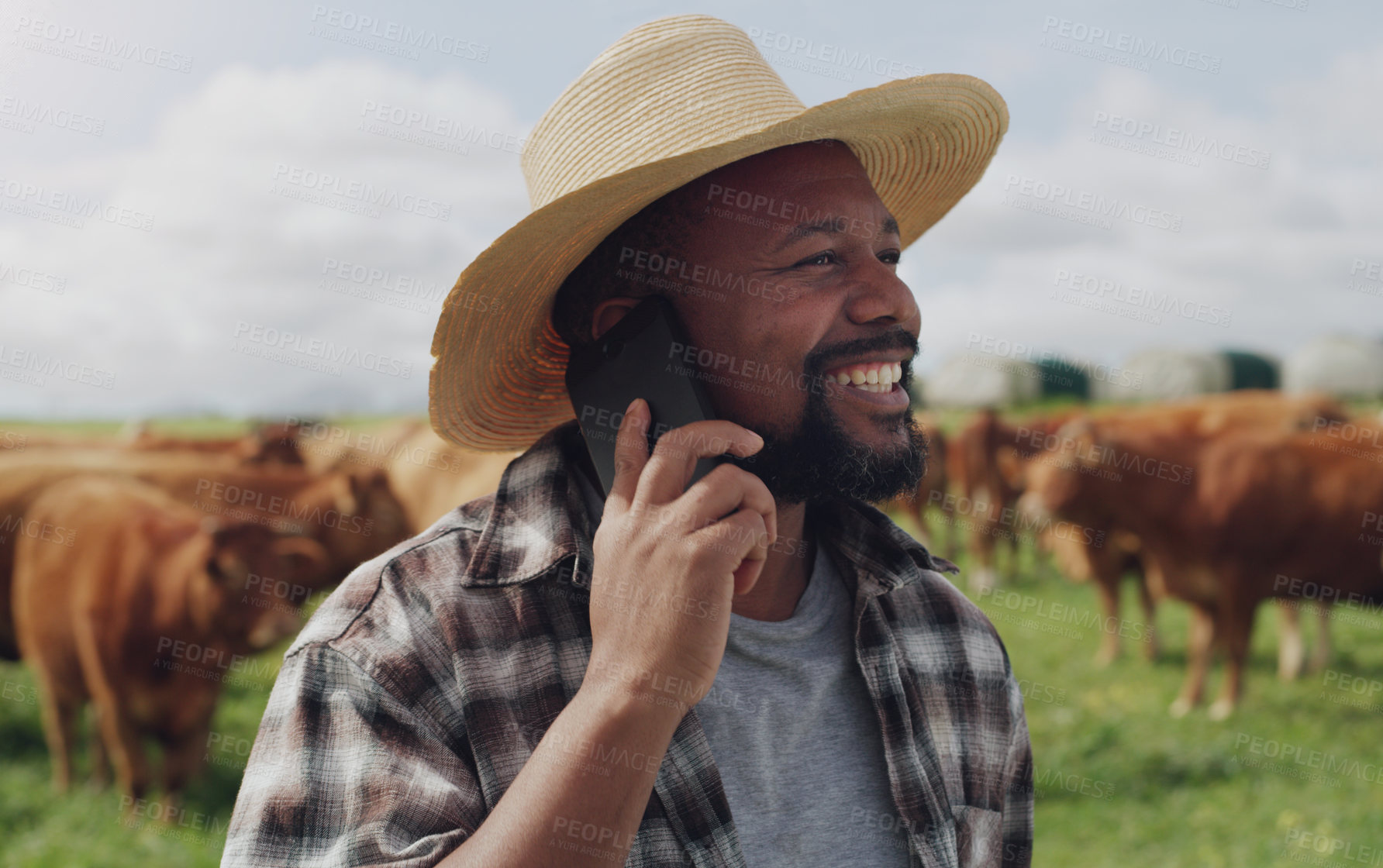 Buy stock photo Black man, farmer and phone call with cows for conversation, agriculture or communication in countryside. Happy African or male person talking on mobile smartphone with livestock or cattle on farm