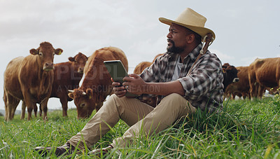 Buy stock photo Grass, farmer and black man with a tablet, agriculture or relax with cows, connection or entrepreneur. Male person, cattle or business owner with technology, growth or countryside with sustainability