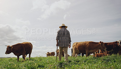Buy stock photo Agriculture, cows and black man on farm, back and using walking stick for farming mockup. Land, cattle and African person with disability, farmer working and grass field for meat production in agro.
