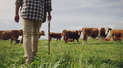 Buy stock photo Cows, farmer or man walking on farm agriculture for livestock, sustainability or agro business in countryside. Stick, dairy production or back of person farming cattle herd or animals on grass field