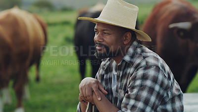 Buy stock photo Field, man farmer and sitting thinking by farm with cows on grass in the background. Agriculture or countryside, sustainability or eco friendly and happy person brainstorming with cattle or animals