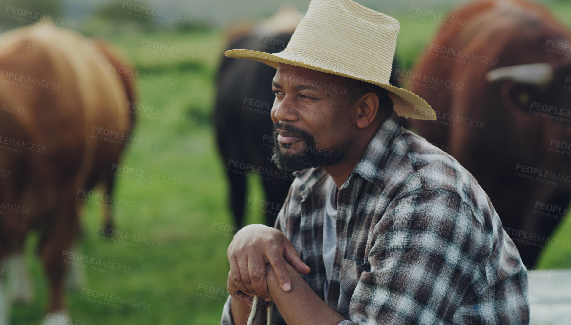 Buy stock photo Field, man farmer and sitting thinking by farm with cows on grass in the background. Agriculture or countryside, sustainability or eco friendly and happy person brainstorming with cattle or animals
