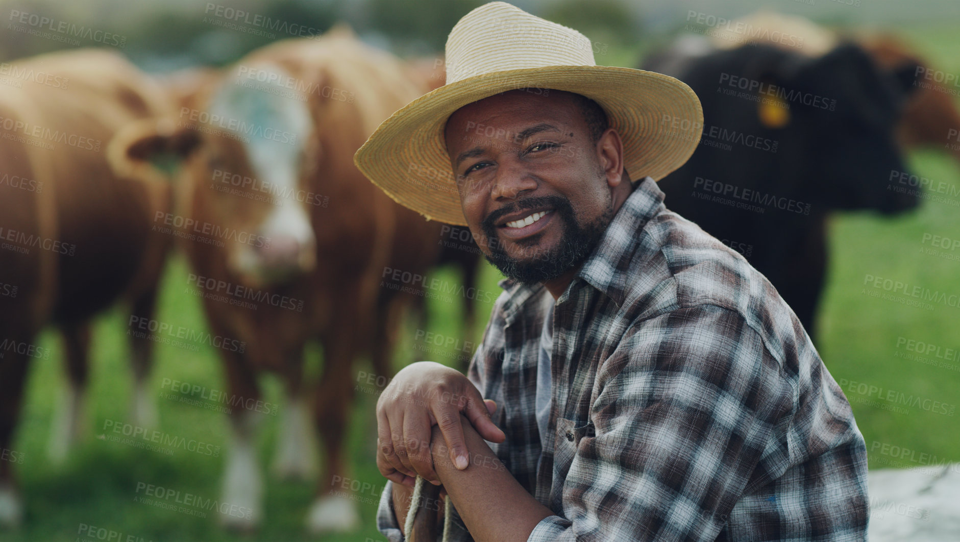 Buy stock photo Portrait of man, farmer or cows on farm agriculture for livestock, sustainability or business in countryside. Smile, dairy production or mature person farming cattle herd or animals on grass field