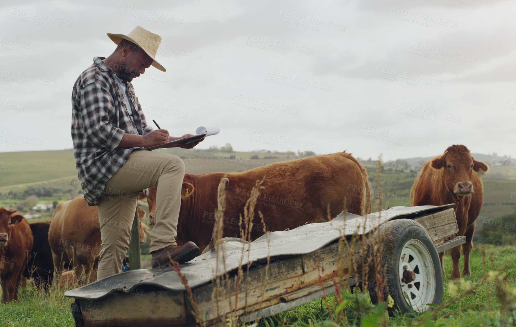 Buy stock photo Farm inspection, cattle and a black man with notes on farming, agriculture growth and progress. Planning, field and an African farmer writing a report on cows for sustainable business and inventory
