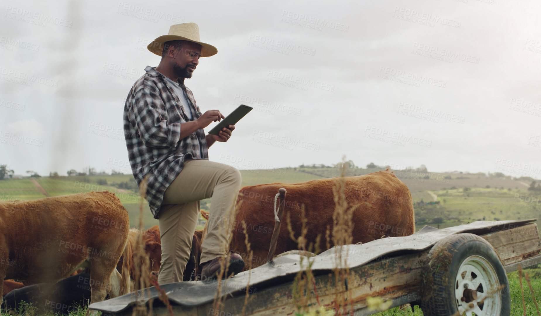 Buy stock photo Cattle planning, farm and a black man with a tablet for farming, agriculture research and sustainability. Smile, African farmer and typing on tech for sustainable business and animal development