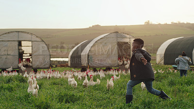 Buy stock photo Chicken, farm and children on field, running and energy with sustainable business in agriculture with livestock. Nature, playing and kids on grass, bonding in family farming in sustainability and fun