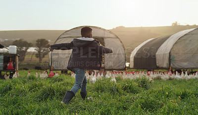 Buy stock photo Chicken, farming and playful child on field, energy and sustainable business in agriculture with birds. Nature, playing and kid running on grass with chickens, fun on family farm with sustainability.