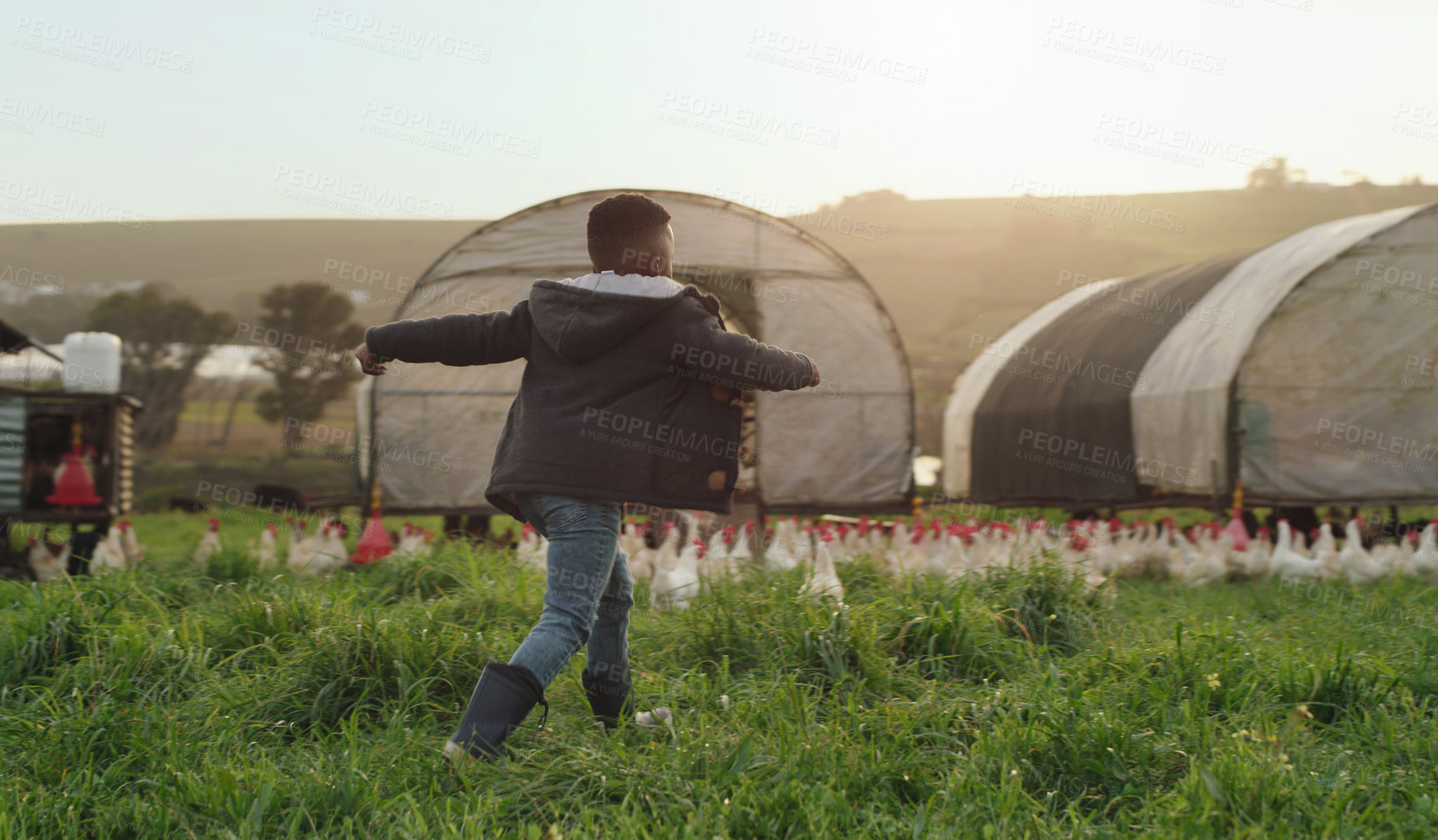 Buy stock photo Chicken, farming and playful child on field, energy and sustainable business in agriculture with birds. Nature, playing and kid running on grass with chickens, fun on family farm with sustainability.