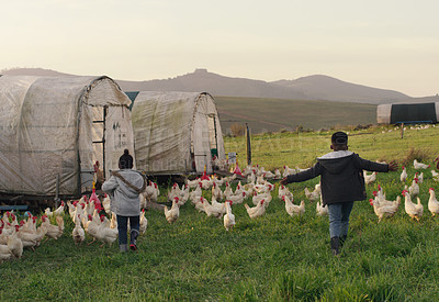 Buy stock photo Chicken, playing with children on field, farming and sustainable business in agriculture with livestock. Nature, birds and kids running on grass, morning on family farm with sustainability and fun.