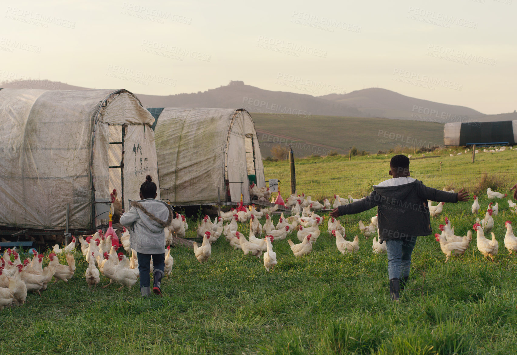 Buy stock photo Chicken, playing with children on field, farming and sustainable business in agriculture with livestock. Nature, birds and kids running on grass, morning on family farm with sustainability and fun.