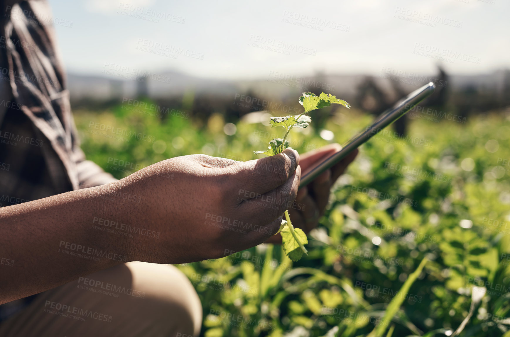 Buy stock photo Shot of an unrecognisable man using a digital tablet while working on a farm