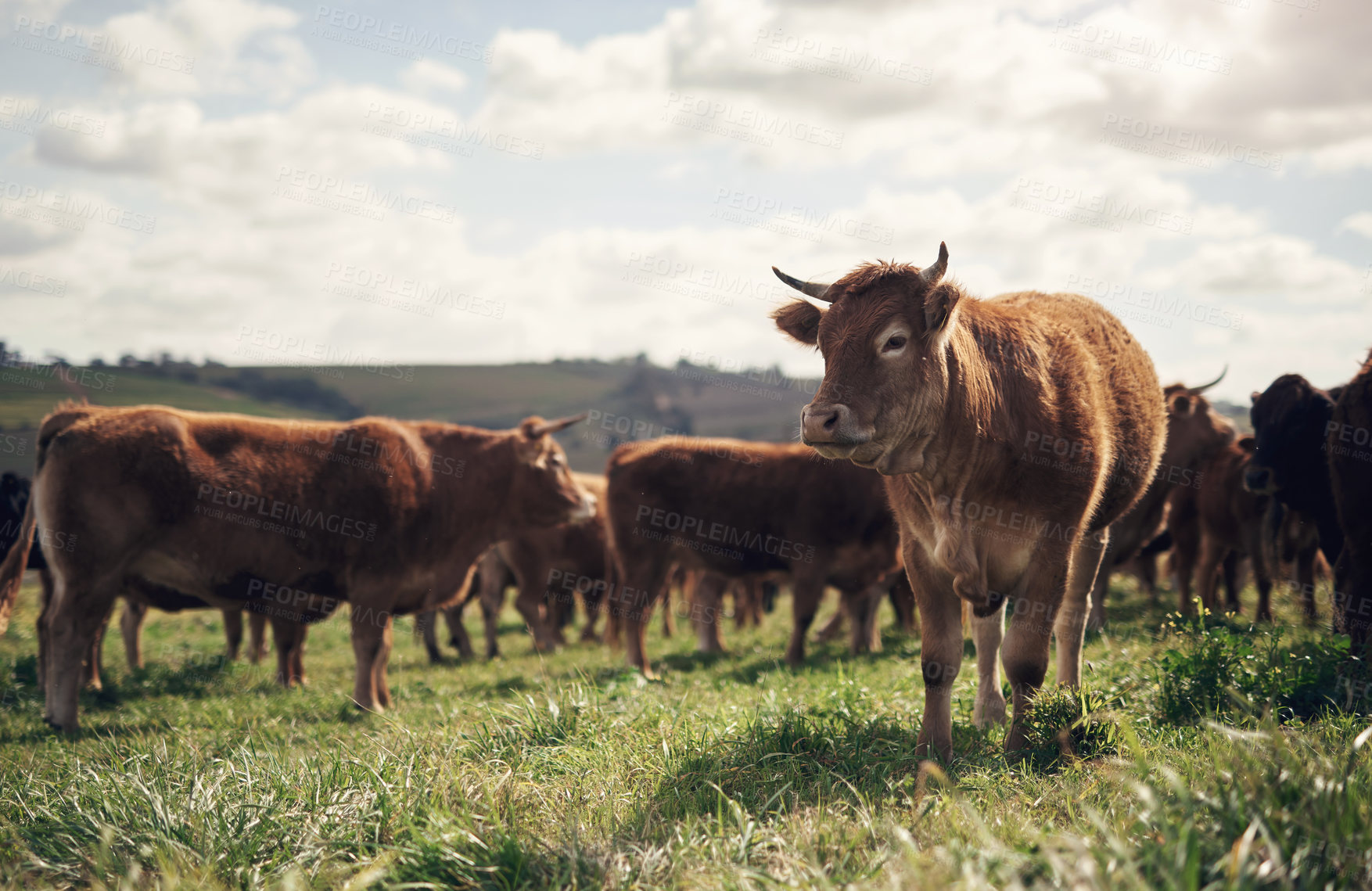 Buy stock photo Agriculture, cows and farm with grass, group and field of green and calm countryside in nature. Cattle, sustainable farming and animals of beef industry, meat or cow on pasture, meadow or environment