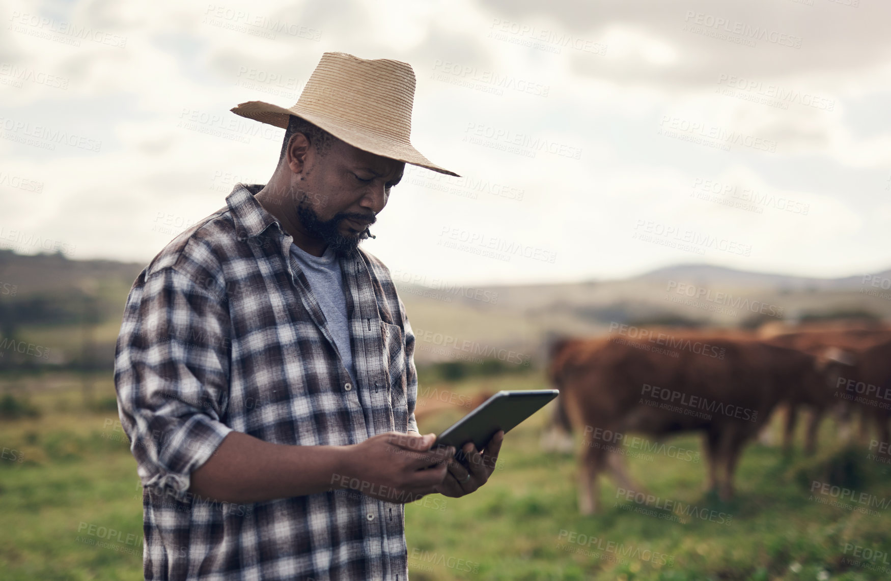 Buy stock photo Shot of a mature man using a digital tablet while working on a cow farm