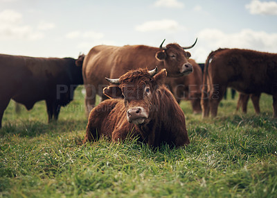 Buy stock photo Cow, agriculture and farm landscape with grass, field of green and calm countryside nature. Cattle, sustainable farming and animals for beef industry, meat or cows on pasture, meadow or environment