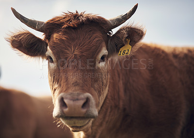 Buy stock photo Shot of a brown cow on a farm
