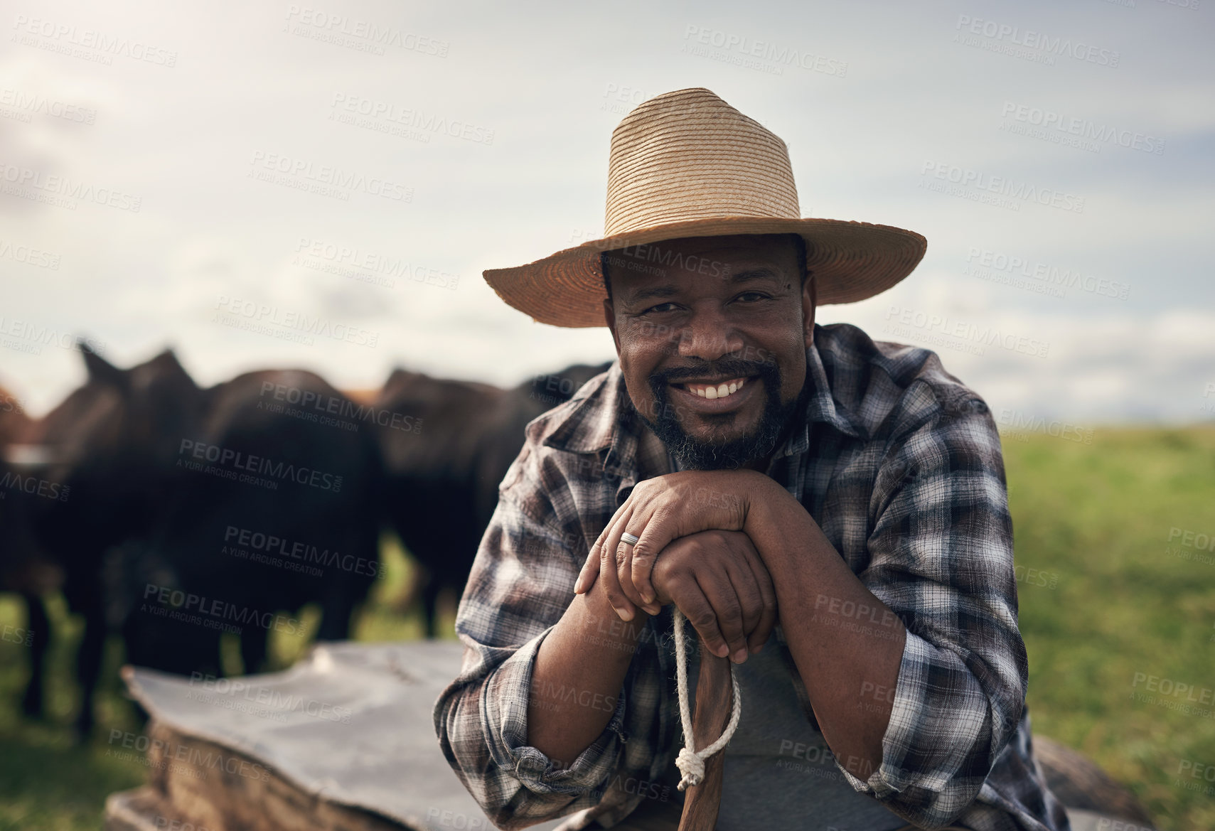 Buy stock photo Shot of a mature man working on a cow farm