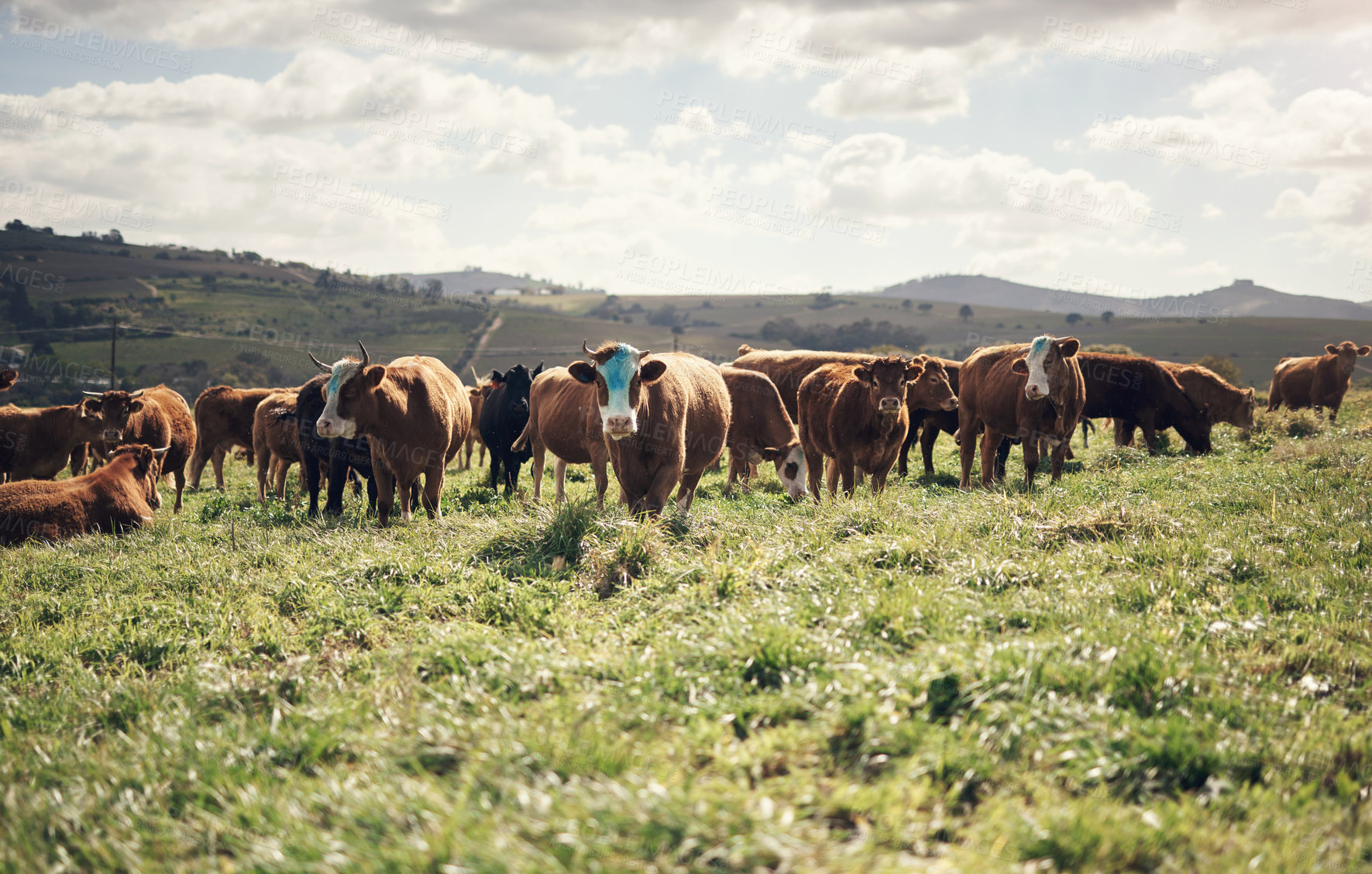 Buy stock photo Shot of a herd of cows on a farm